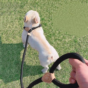 New Dog Leash Slip Rope Lead Leash Heavy Duty Braided Rope Adjustable Loop Collar Training Leashes for Small Medium Dogs