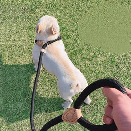 New Dog Leash Slip Rope Lead Leash Heavy Duty Braided Rope Adjustable Loop Collar Training Leashes for Small Medium Dogs