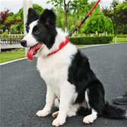 Dog Collar with Lining Leash Vest Style Harnesses Sets Small Medium Large Dogs Walking Leash Dog Neck Collar Pet Products
