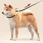 New Dog Leash Slip Rope Lead Leash Heavy Duty Braided Rope Adjustable Loop Collar Training Leashes for Small Medium Dogs