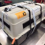 3XL IATA Approved Plastic Dog Transport Box PC Pet Cage with Kennel Travel Crates for Airline Shipping